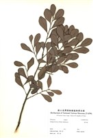 藏品(象牙樹)的圖片